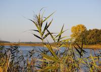 Kauerlacher Weiher